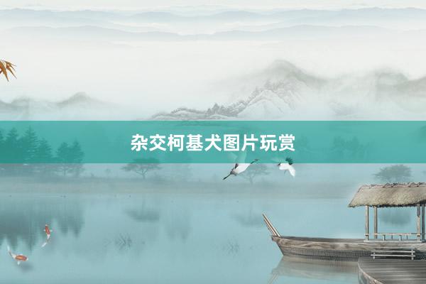 杂交柯基犬图片玩赏